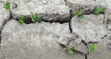 سختی خاک و عدم رشد گیاه