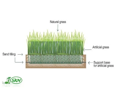 hybrid lawn+چمن هیبریدی