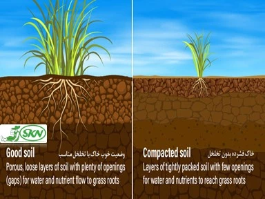رشد ریشه بهتر در خاک متخلخل و فشرده