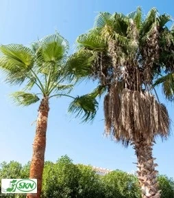 حذف شاخه های مرده درخت نخل pruning dead branches + هرش شاخه های مرده نخل
