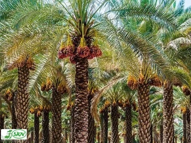 باردهی زیاد خرما در نخلستان ایران palm production in Iran+تولید خرما در ایران