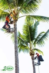 هرسکار حرفه ای نخل professional pruner of palm tree+هرسکار حرفه ای