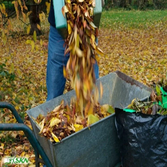 جمع کردن برگ ها با ابزار دستی جمع آوری برگ collecting leaf by hand