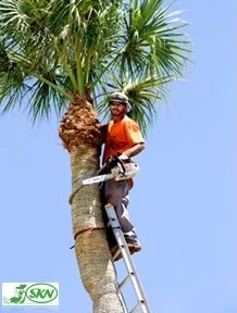 فراهم کردن تجهیزات هرس نخل pruning equipment+تجهیزات هرس