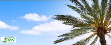 درخت نخل beauty of palm tree+زیبایی درخت نخل