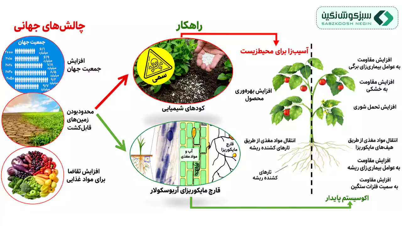 مزایای قارچ مایکوریزا
