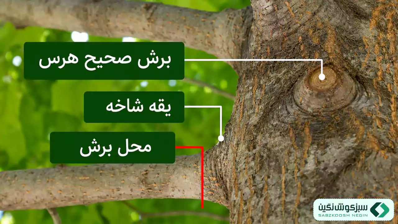 شناسایی محل درست برش شاخه در فرآیند هرس درخت
