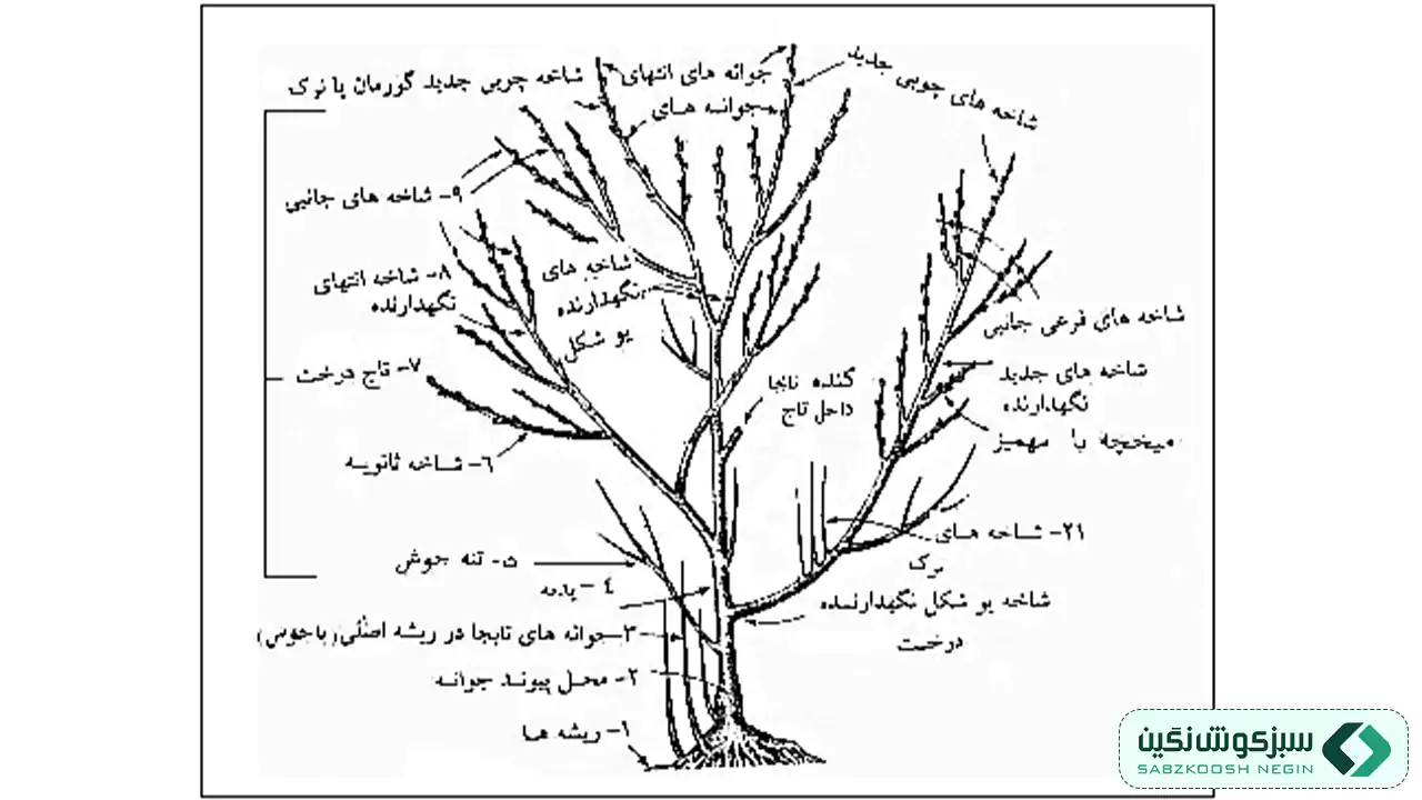 دیاگرام انواع شاخههای درخت و محلهای مناسب هرس