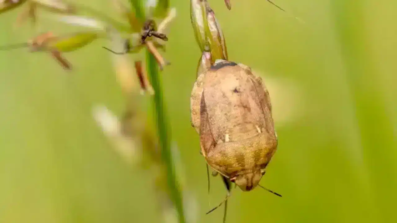 عکسی از سن گندم بر روی سطحی از گیاه