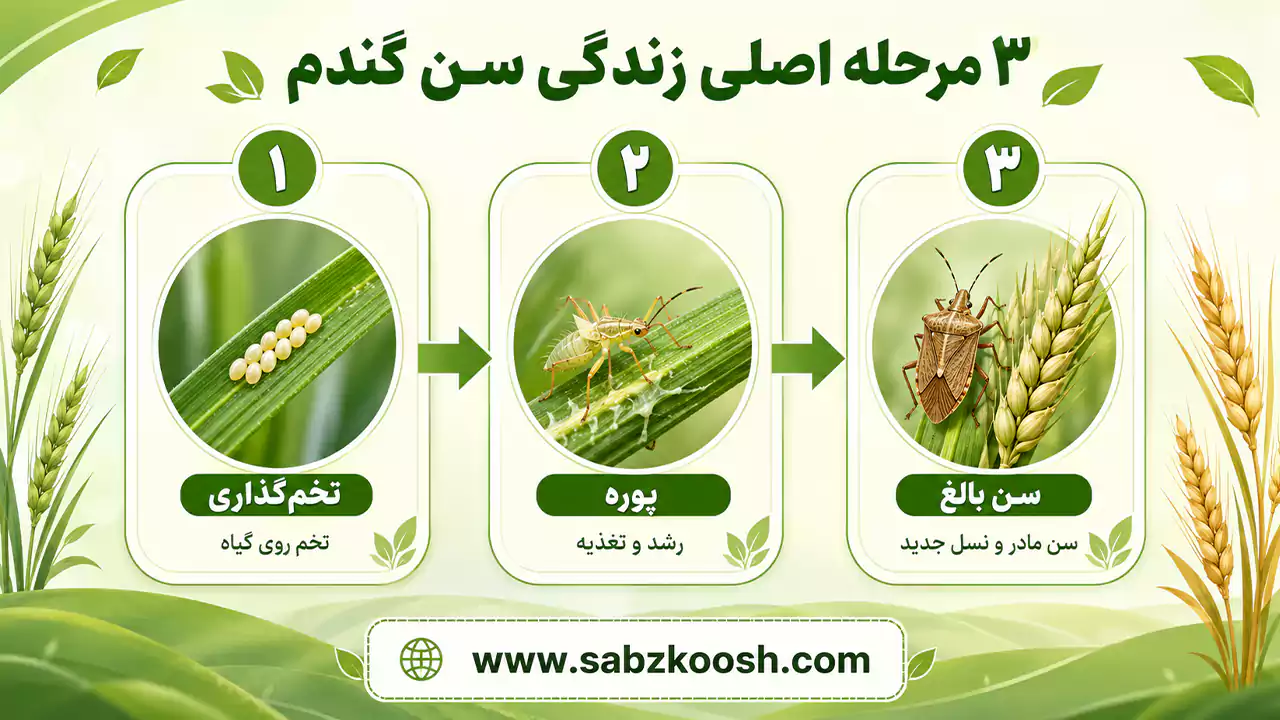 مراحل مختلف زندگی سن گندم