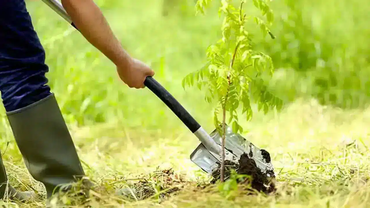 عکسی از حفر چاله خاک با ابزار دستی