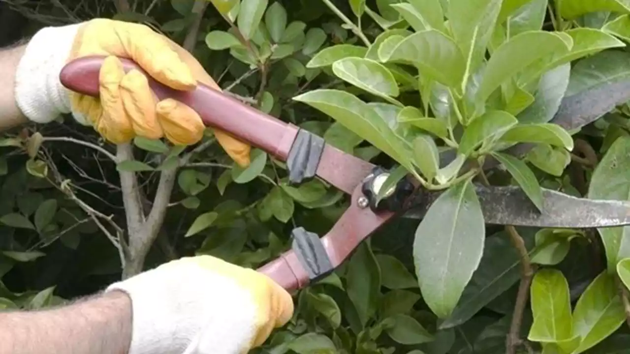 دستکش مناسب برای هرس درخت