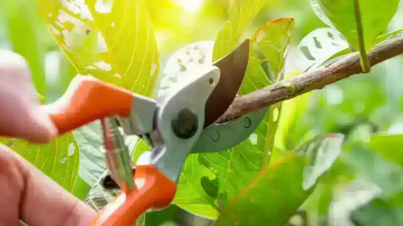 هرس درخت