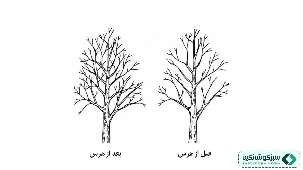 قبل و بعد هرس درختان میوه