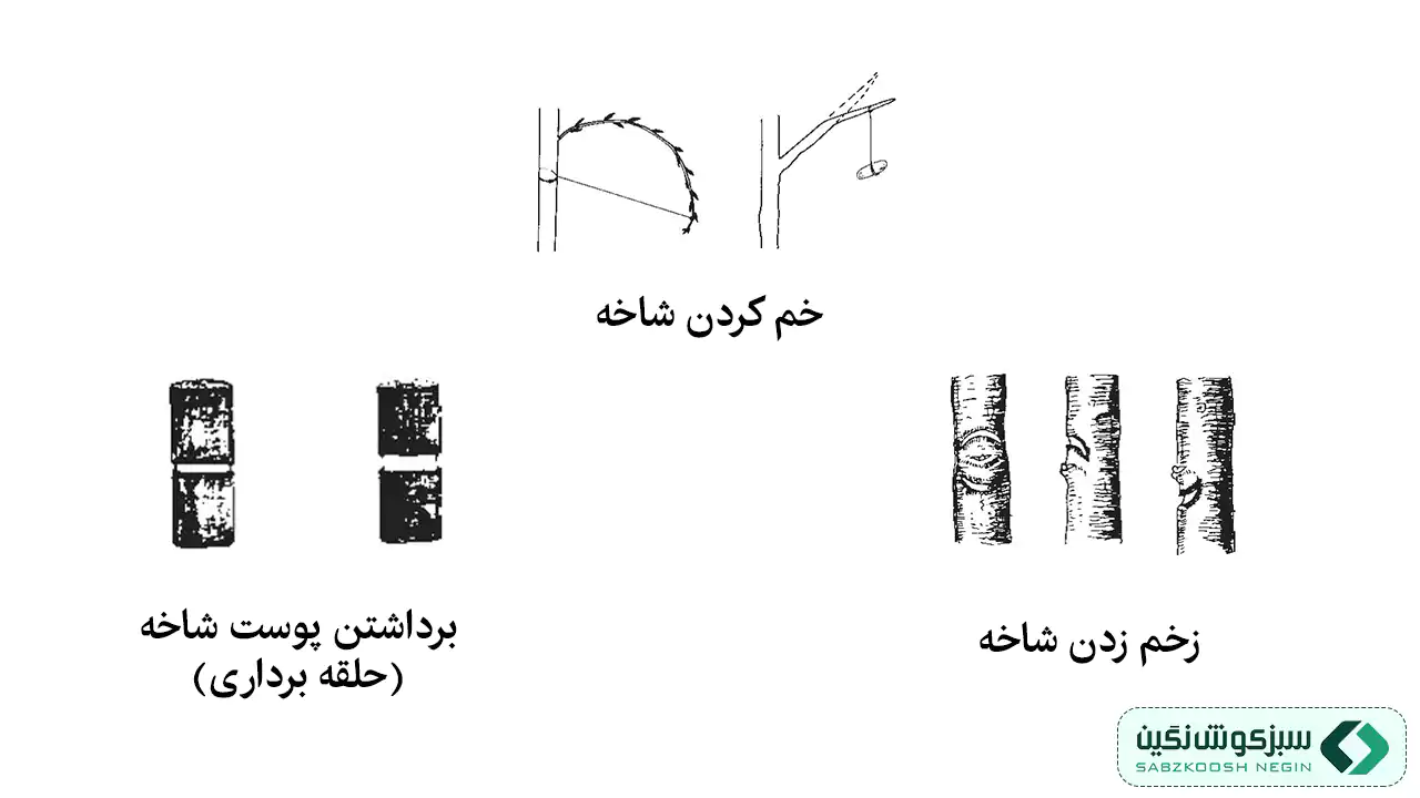 خم کردن شاخه، برداشتن پوست شاخه و زدن شاخه