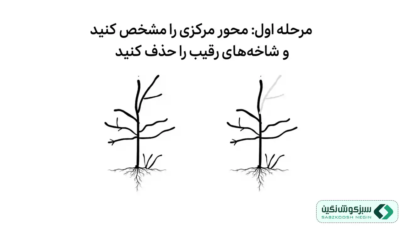 مرحله اول هرس درختان میوه