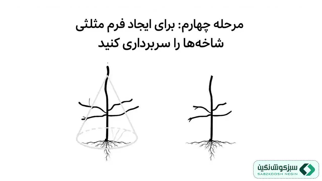مرحله چهارم هرس درختان میوه