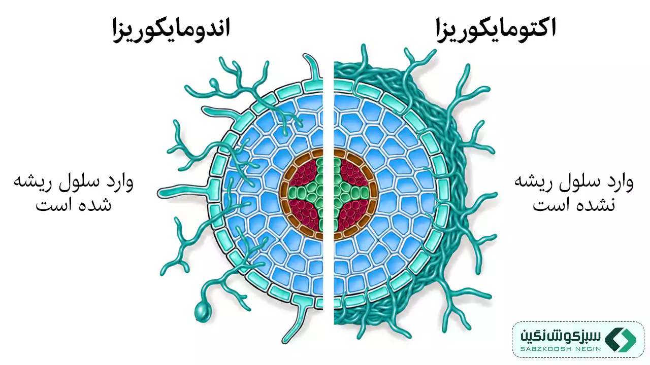 انواع قارچ مایکوریزا