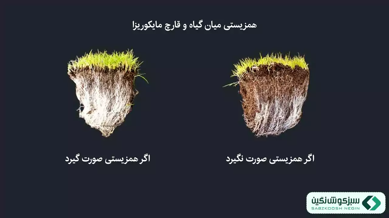 همزیستی بین گیاه و قارچ مایروکیزا