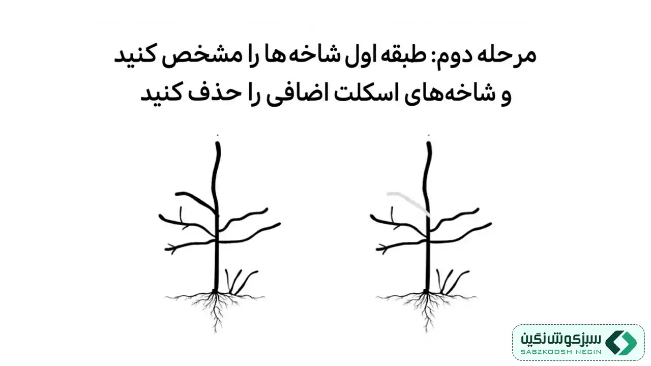 مرحله دوم هرس درختان میوه
