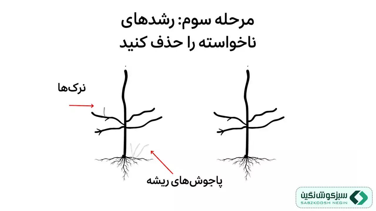 مرحله سوم هرس درختان میوه